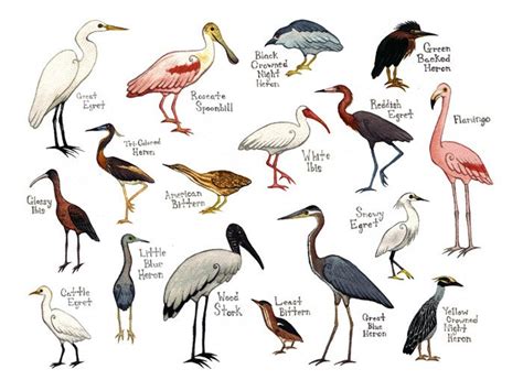 The primary reference for this guide is: Water Birds Field Guide Style Watercolor Painting by KateDolamore