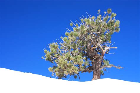 Small Mountain Pine Tree 2 Free Photo Download Freeimages