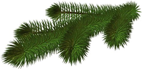 Free Png Transparent Pine Branch 3d Png Christmas Tree Branches