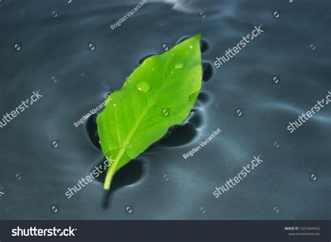 Green Leaf On Water Waves Water Stock Photo 1625064502 Shutterstock