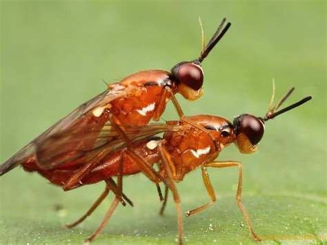 Sex On Six Legs When Insects Go Wild Wbur