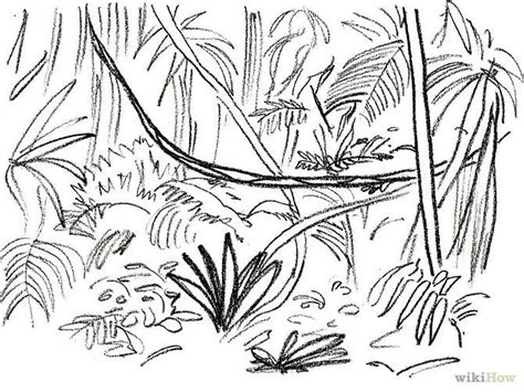 Rainforest Drawing Easy At Explore Collection Of