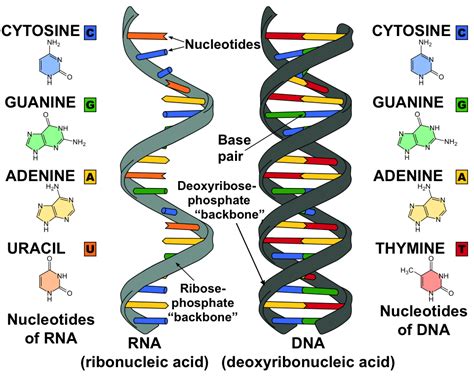 A L Biology Structure Of Rna Lkedu Lk Learneasy Lk