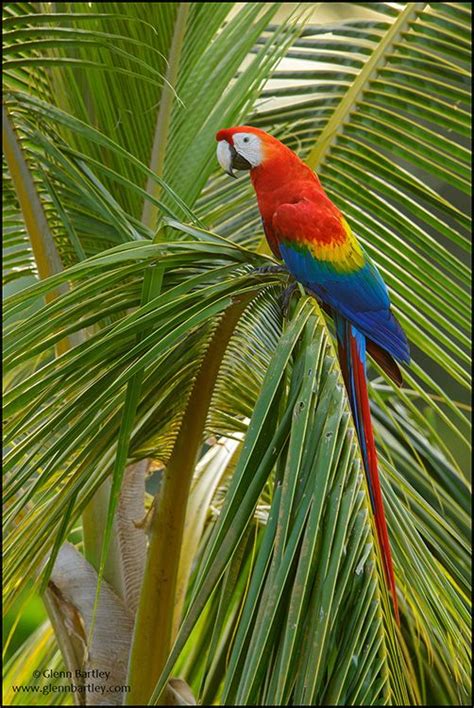 Glenn Bartley Nature Photography Guyana Favourites Parrots Art Funny