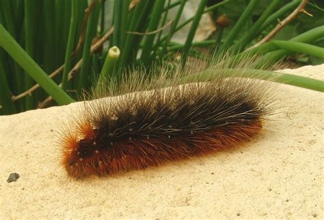 More On Hairy Caterpillars Fleet Pond Society