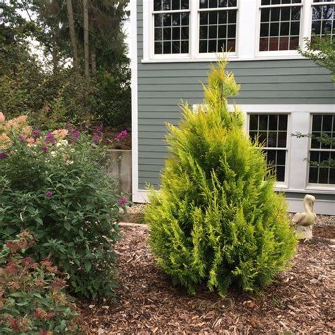 Fluffy® Western Arborvitae Thuja Plicata Arborvitae Plants