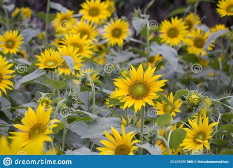 Helianthus Annuus Whose Round Flower Heads In Combination With The