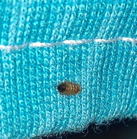 What Is This Found It In My Bed Whatsthisbug