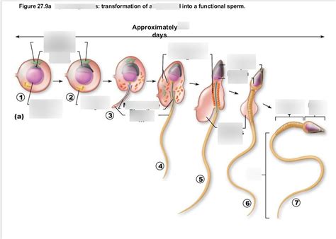 Spermiogenesis Transformation Of A Spermatid Into A Functional Sperm