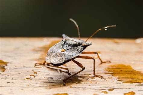 With A Few Simple Steps You Can Prevent Stink Bugs From Entering Your