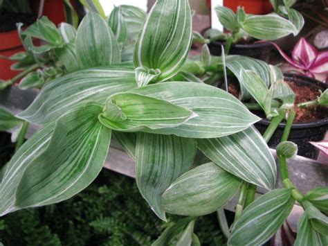 Some members of the genus tradescantia may cause allergic reactions in pets (especially cats and dogs) characterised by red, itchy skin. Tradescantia fluminensis "quicksilver" — Florist's Plantica