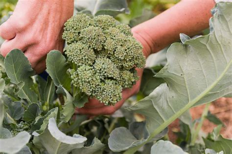 How To Grow Broccoli Plants Planting And Care