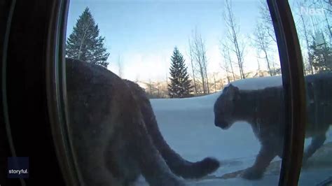 Home Security Camera Shows Pack Of Mountain Lions Wandering Near