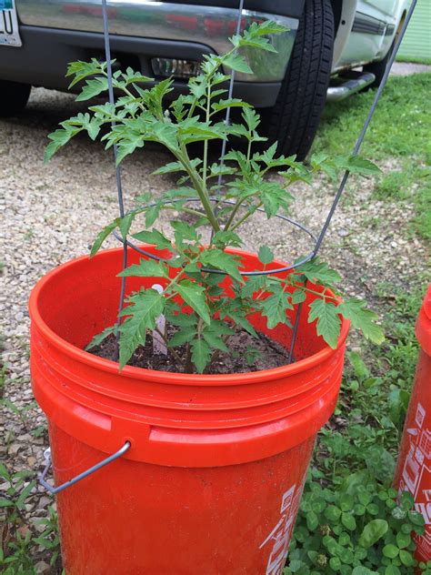 10 Essential Tomato Planting Tips For A Bountiful Harvest