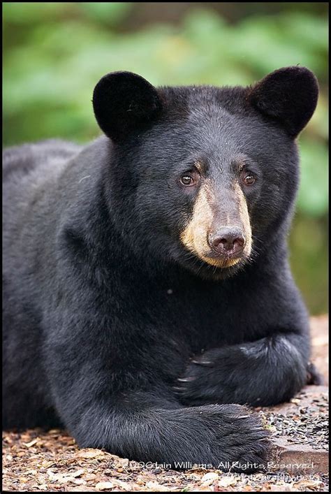Image Result For Which Direction Does The Fur Grow On A Black Bears