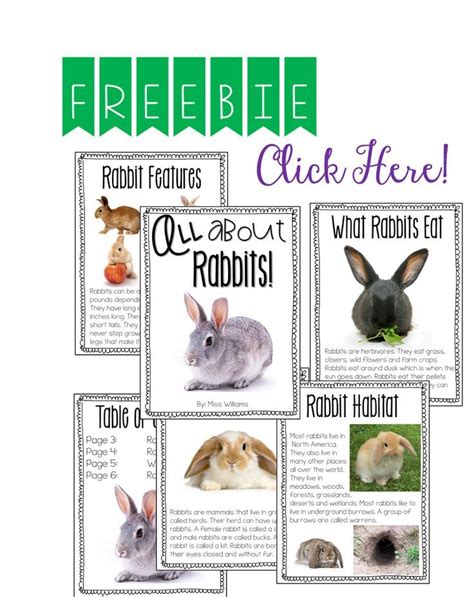 Free Rabbit Informational Text Preschool Lesson Plans Preschool Theme
