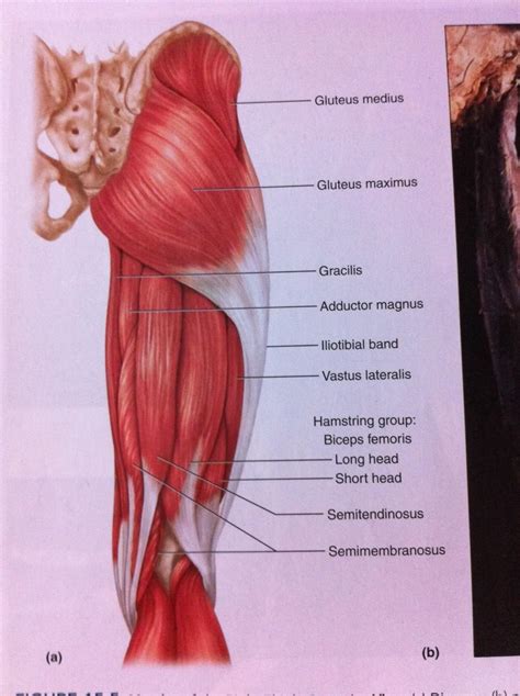 Posterior view of gluteus maximus and gluteus medius in human anatomy, the muscles of the hip joint are those muscles that cause movement in the hip. 5. Muscles of the Hip and Thigh at Temple University ...