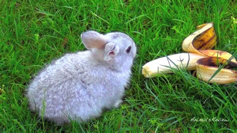 Baby Bunny Rabbit Eating Banana Outside Rabbit Eating Rabbit Cute
