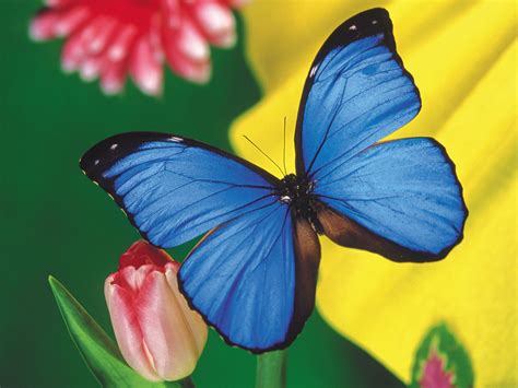 111 Beautiful Butterflies Wallpapers Hottest Pictures And Wallpapers
