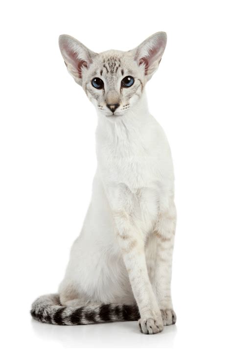 All others were considered inferior. Understanding Different Cat Breeds - My 3 Little Kittens