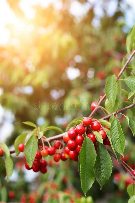 A Ripened Crop Of Red Cherries On Branches With Green Leaves On A