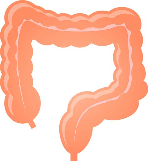 Model Of Large Intestine Clipart Free Download Transparent Png