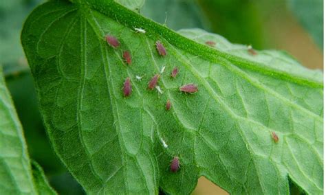 Apr 27, 2021 · aphids like to visit our plants and rose bushes every year and can form a major attack on them fairly quickly. Pin on Diseases and treatments