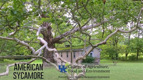 Tree Of The Week American Sycamore Youtube