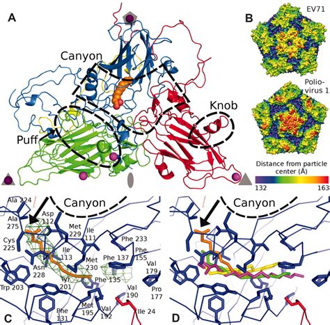 Crystal Structure Of Human Enterovirus 71 Science