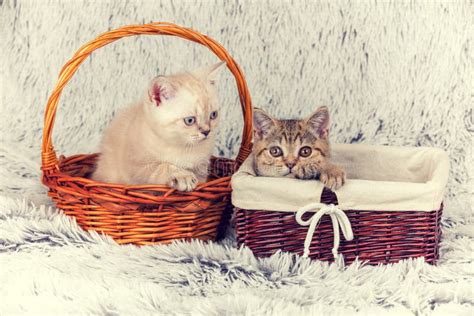 Two Little Kittens Stock Photo Image Of Breed Kittens 84662588