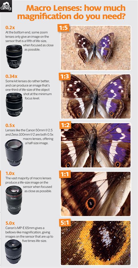 Cheat Sheet Macro Lenses How Much Magnification Do You Need