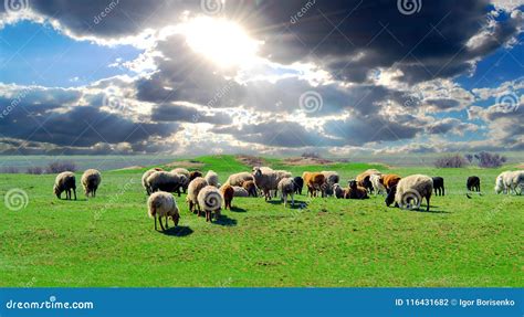 A Herd Of Sheep Grazing On A Field With Lush Green Grass Stock Photo