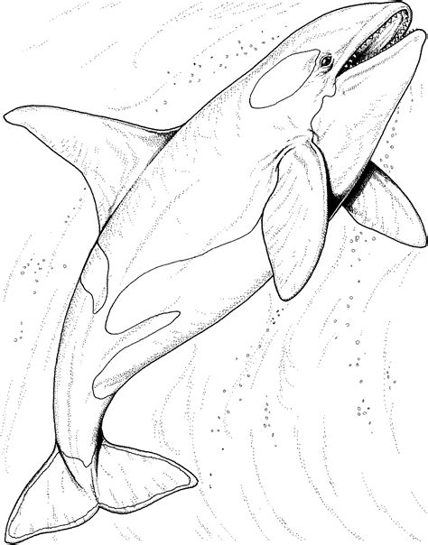 Free Whale Coloring Pages