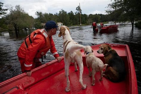 Volunteer Hero Saves 6 Dogs In Florence Floodwaters