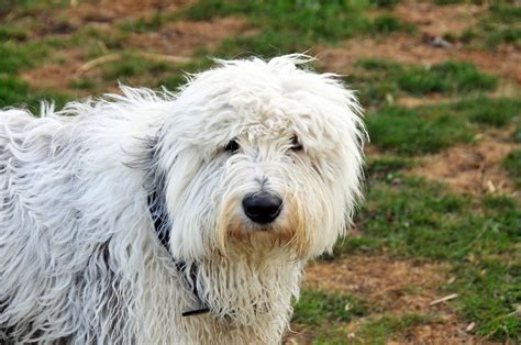 Long haired dog breeds can be very good to have as a pet since they are very pretty but on the other hand maltese: A big hairy dog in Killarney! | ANJCI ALL OVER | Flickr