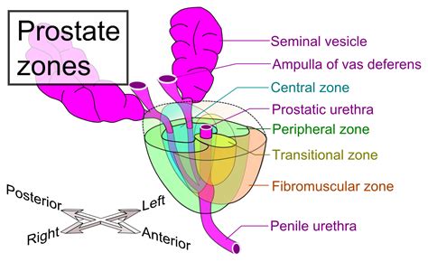 Prostate Cross Section Anatomy