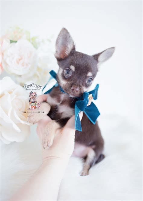 Teacup Chihuahuas And Chihuahua Puppies For Sale By