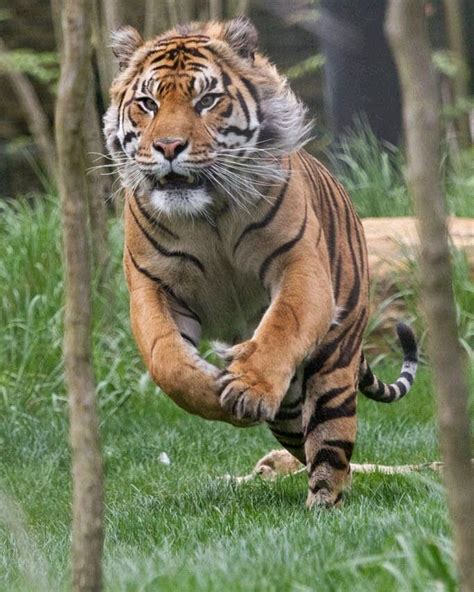 Tiger Attack Photo By Talvinder Chokan Destination