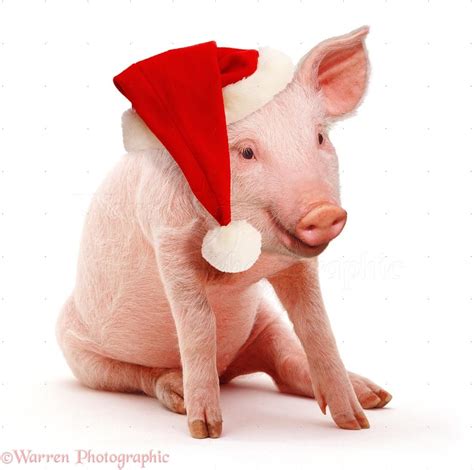 Mini Pig Christmas Wallpapers Wallpaper Cave