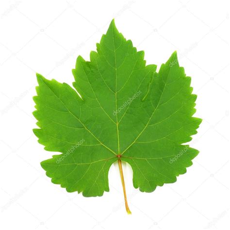 Fresh Green Grape Leaf Isolated On White Background — Stock Photo