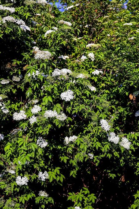 Elder Bush Dozens Of White Flowers Of Elderberry Sambucus In Late