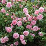 Images of Highly Fragrant Climbing Roses