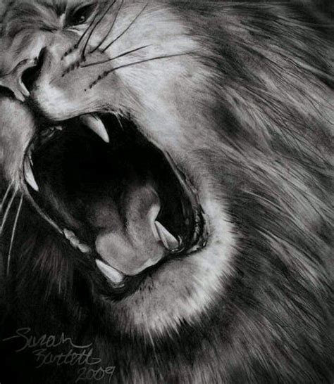 Realistic Drawings Lion Drawing Lion Art