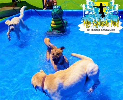 Dog Bowl Portable Water Play Features For Your Splash Pad