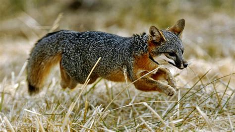 Island Fox Alchetron The Free Social Encyclopedia