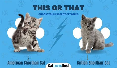 American Shorthair Cat Vs British Shorthair Cat Catlovesbest