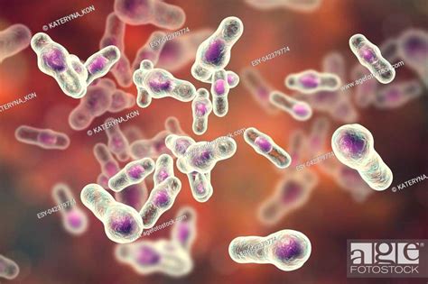 Clostridium Difficile Bacteria 3d Illustration Spore Forming Bacteria