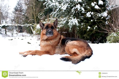 German Shepherd Dog In Snow Stock Photo Image Of Familie Snow 13000918