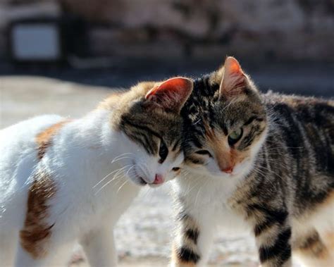 Free Images Cute Love Kitten Together Facial Expression Hug