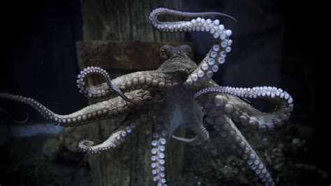 Picture Taking Octopus